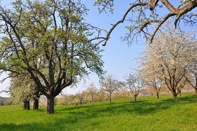 Kirsch- und Birnenbume &#8211; hier n...enertal als wertvolle Streuobstwiesen.  | Foto: Jutta Schtz