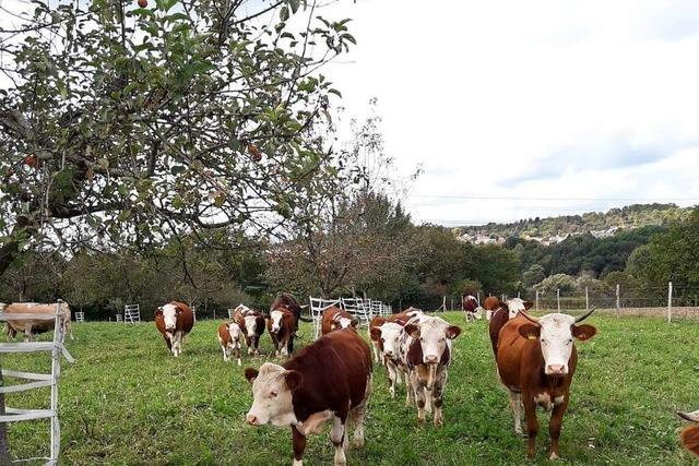 Tierschtzer finden Herde fr entlaufenes Malecker Rind