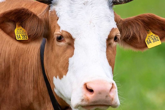 Diese Kuh (Symbolfoto) hat noch Glck:... einer Weide und sieht das Tageslicht.  | Foto: Sven Hoppe (dpa)