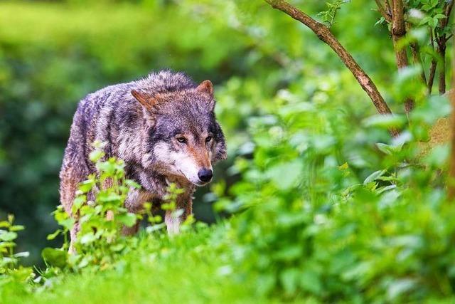 Mglicher Wolfsriss im Mnstertal kann nicht aufgeklrt werden