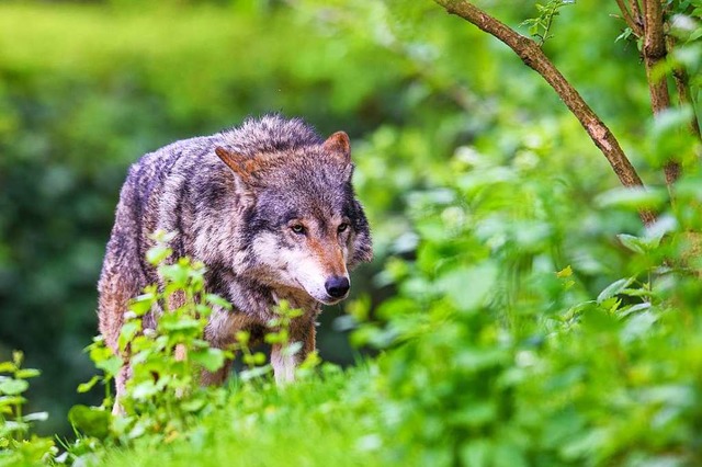 Der Wolf streift auch durch die Region...; zumindest gelegentlich (Symbolbild).  | Foto: Florian Eckl