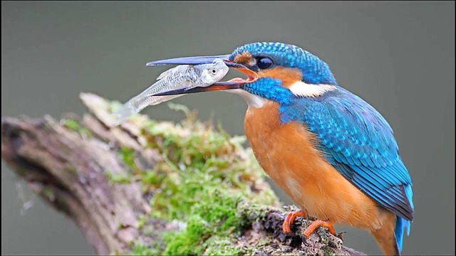 Ein Eisvogel beim Frhstck &#8211; ei...Motiven im Dokumentarfilm Wilde Weiden  | Foto: Olaf Michel