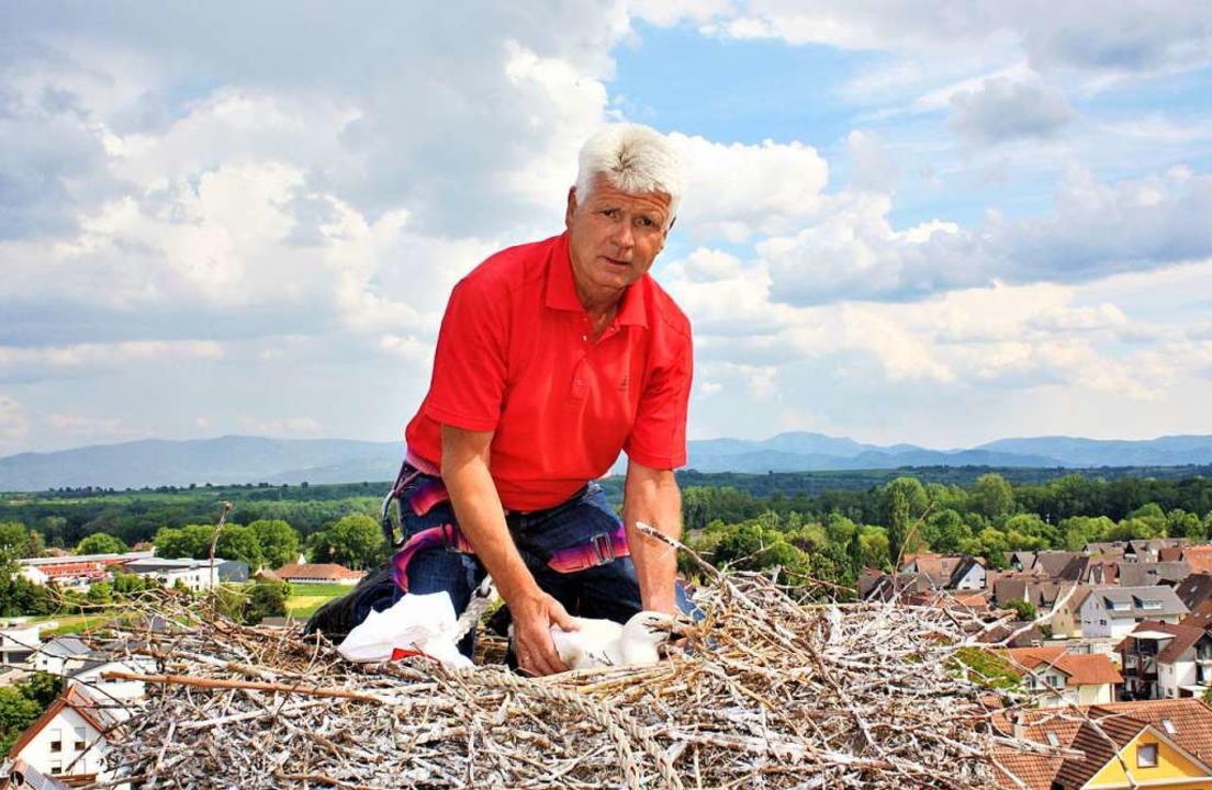 Ortsvorsteher Alois Lai hat den jungen Storch bei bester Aussicht beringt.  | Foto: Laetitia Barnick