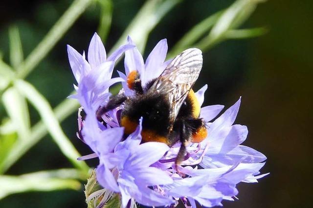 Einst blhten Millionen von Kornblumen im Wiesental