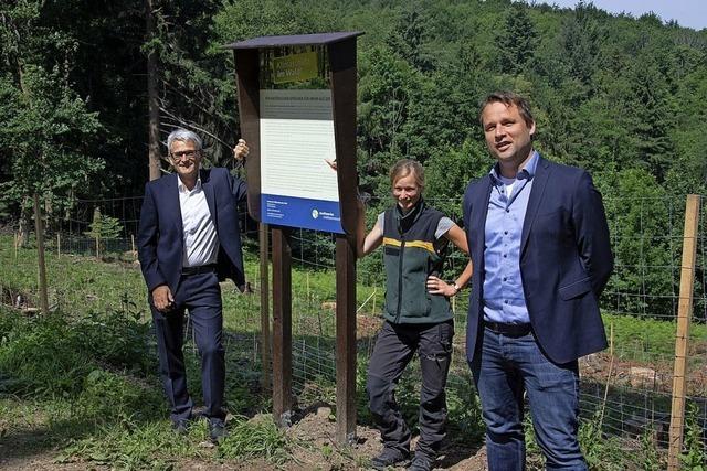 800 junge Eichen bei Stadtwerke-Aktion gepflanzt