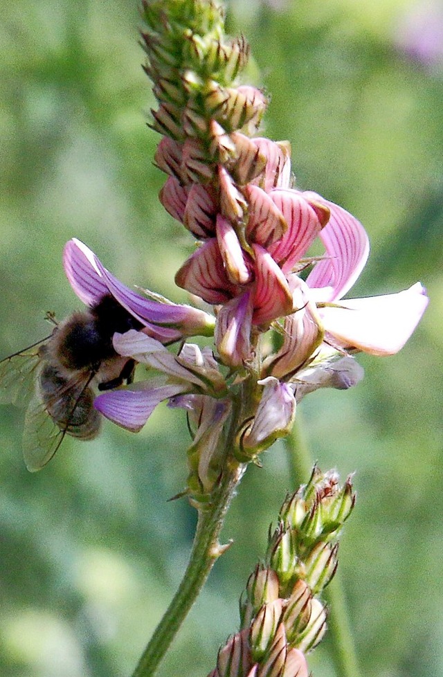 Viele Blhpflanzen sehen nicht nur sch...rn versorgen auch  Bienen mit Nahrung.  | Foto: Heidi Fel