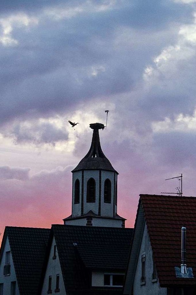 Storch im Landeanflug in Denzlingen  | Foto: Jens Hausknecht