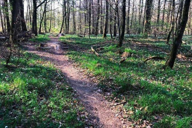 Forst sperrt illegalen Single Trail im Rümminger Moos
