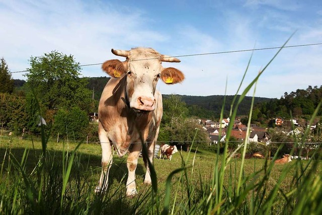 Die Molkerei Schwarzwaldmilch verarbei... von Khen aus der Region.(Symbolbild)  | Foto: Bastian Bernhardt
