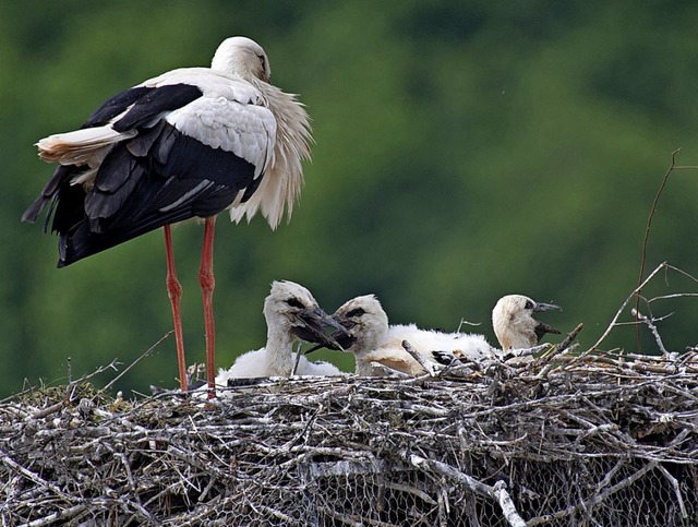 Und es gibt doch Nachwuchs: Gleich dre...n im Horst in der Werderstrae heran.   | Foto: Volker Mnch