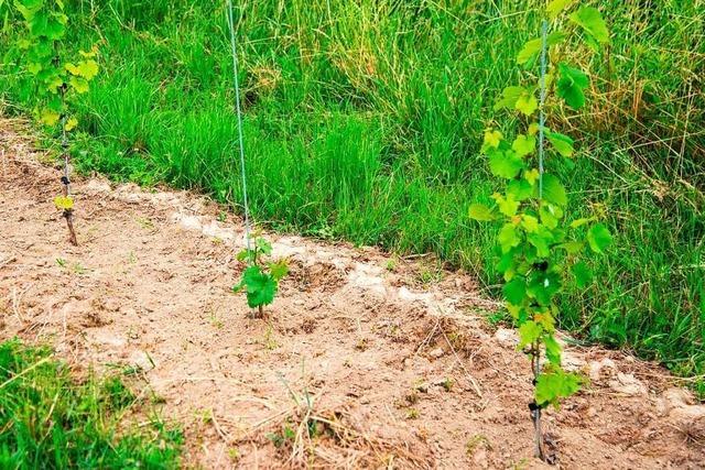 Unbekannte klauen erneut Rebsetzlinge in Ettenheim – Polizei prft Zusammenhang