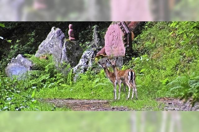 Besuch im Wald