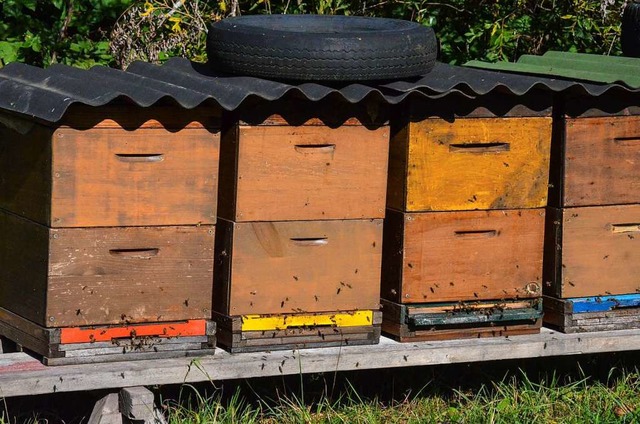 Die Bienenfule kann sich im  Bienenstock ausbreiten.  | Foto: Gabriele Hennicke