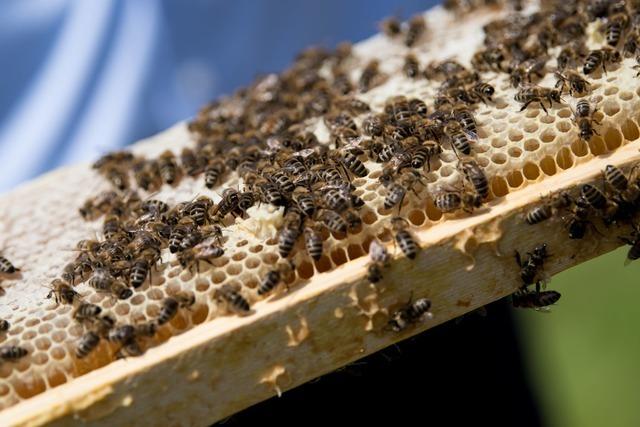 Bienenfule bedroht Bienenvlker in Bollschweil