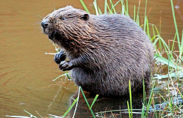 Am Hochrhein  fhlen sich die Tiere offenbar wohl.  | Foto: Felix Heyder