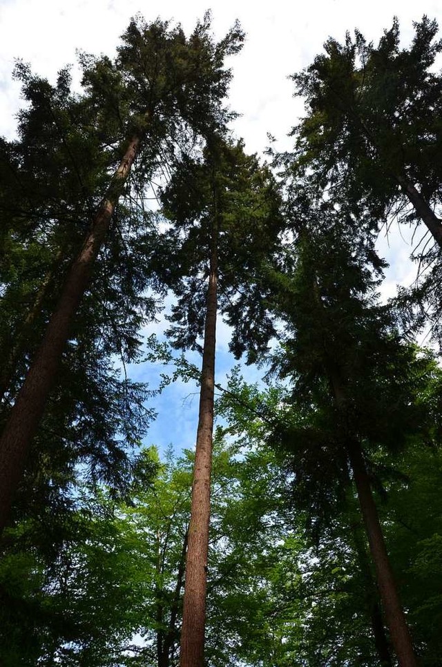 Gestatten: Waltraut, hchster Baum Deutschlands  | Foto: Anita Fertl