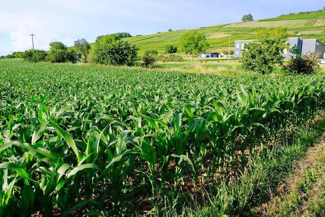 Noch steht hier der Mais, bald schon k...n sich hier Gewerbebetriebe ansiedeln.  | Foto: Martin Pfefferle