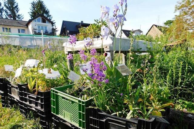 In einem Garten in Schallstadt wachsen Zutaten für frischen Kräutertee