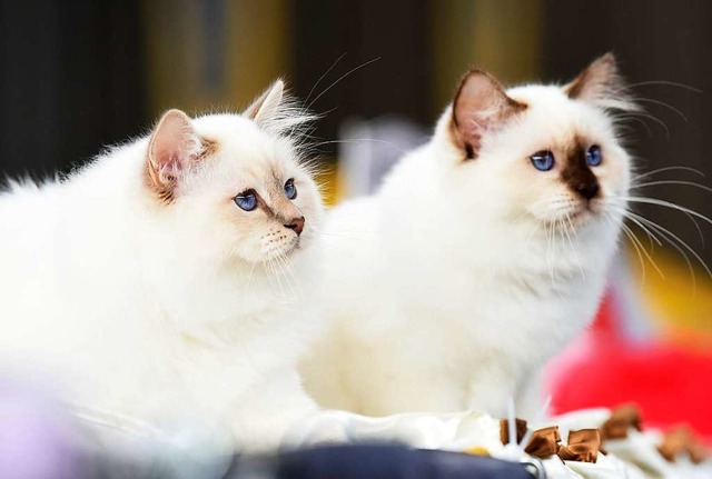 Katzen gehren zu den Haustieren, bei ...oronaviren bereits nachgewiesen wurde.  | Foto: Rita Eggstein