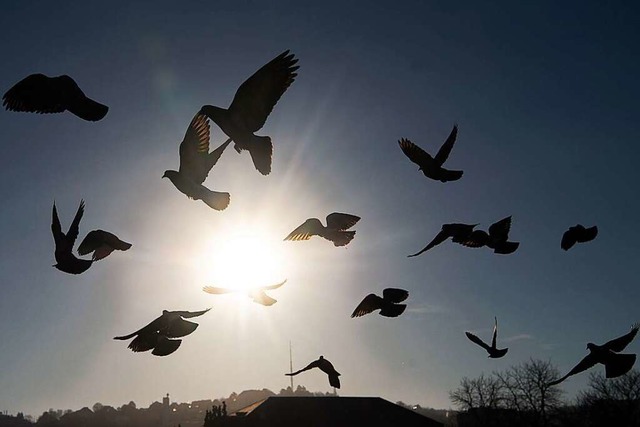 Tauben sind weit mehr als &#8222;Ratte...20;, findet BZ-Leserin Daniela Hohler.  | Foto: Sebastian Gollnow (dpa)
