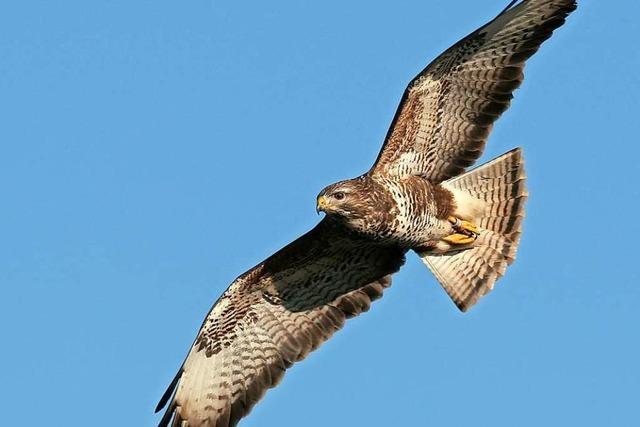 Jogger wird in Rheinfelden von einem Bussard verletzt