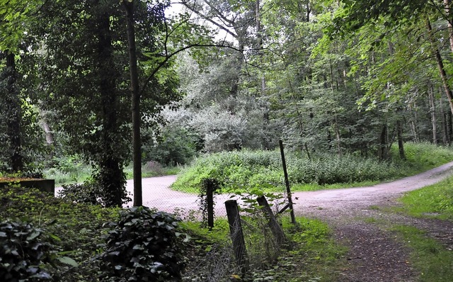 Im Wald unterhalb von Bamlach zwischen...oher Mobilfunkmast aufgestellt werden.  | Foto: Jutta Schtz