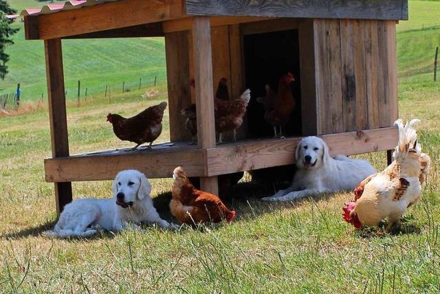 Auf einem Biohof in Freiamt bewachen zwei Hunde 300 Hhner