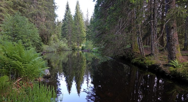 Der kleine See im Lindauer Tal wird ve...es wieder naturnah hergestellt werden.  | Foto: Hans-Jrgen Sackmann