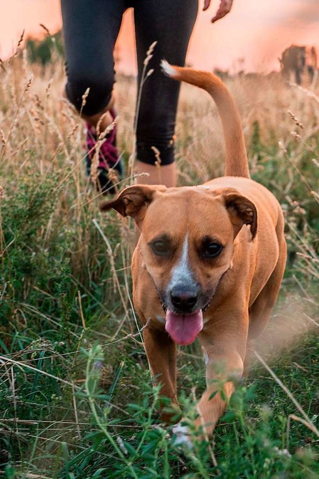 Auf einer Hundewiese knnen sich die Vierbeiner frei bewegen.  | Foto: Robert Gnther (dpa)