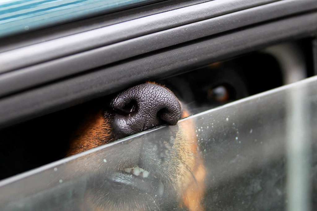 Polizei rettet Hunde aus einem Auto auf dem EuropaParkParkplatz