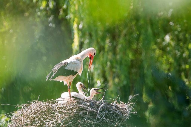 Storchenhorst mit Jungen  | Foto: Stefan Leimer