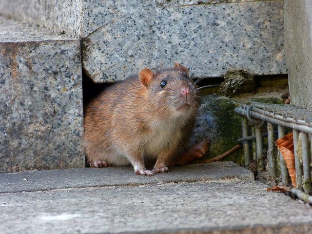 Vor allem am Kanderufer und am Mhlbac...eht man vermehrt  Ratten (Symbolbild).  | Foto: lberlik  (stock.adobe.com)