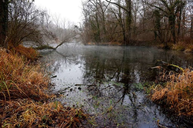 Gewsser des Altrheins im Bereich des Rappennest-Gieen bei Burkheim  | Foto: Siegfried Gollrad