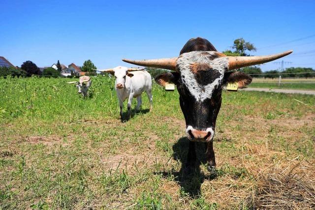 Paar aus Nonnenweier züchtet Texas-Longhornrinder