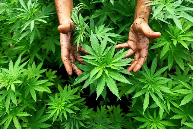 Cannabispflanzen beschftigen die Polizei immer wieder.  | Foto: ABIR SULTAN (dpa)
