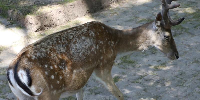 Das Damwild Bleibt Im Stadtpark Und Zieht Nicht In Den Seepark Um Lahr Badische Zeitung