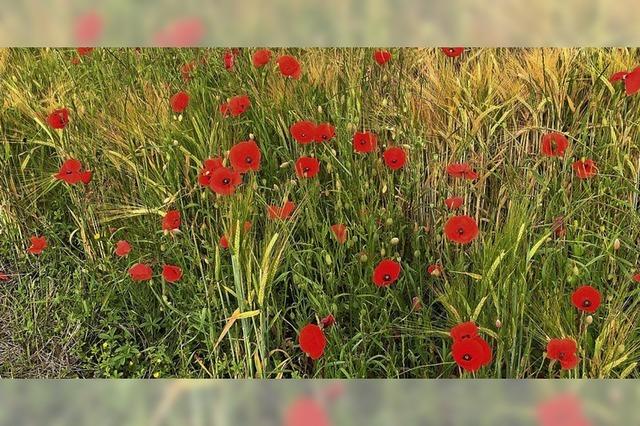 Mohn am Wegesrand in Schwanau