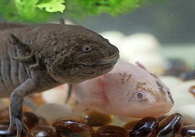 Den Axolotl gibt es auch in Grau.  | Foto: Maslov Dmitry - stock.adobe.com