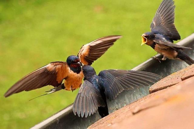 Fotos: Freiburgs bunte Vogelwelt geniet die warme Jahreszeit