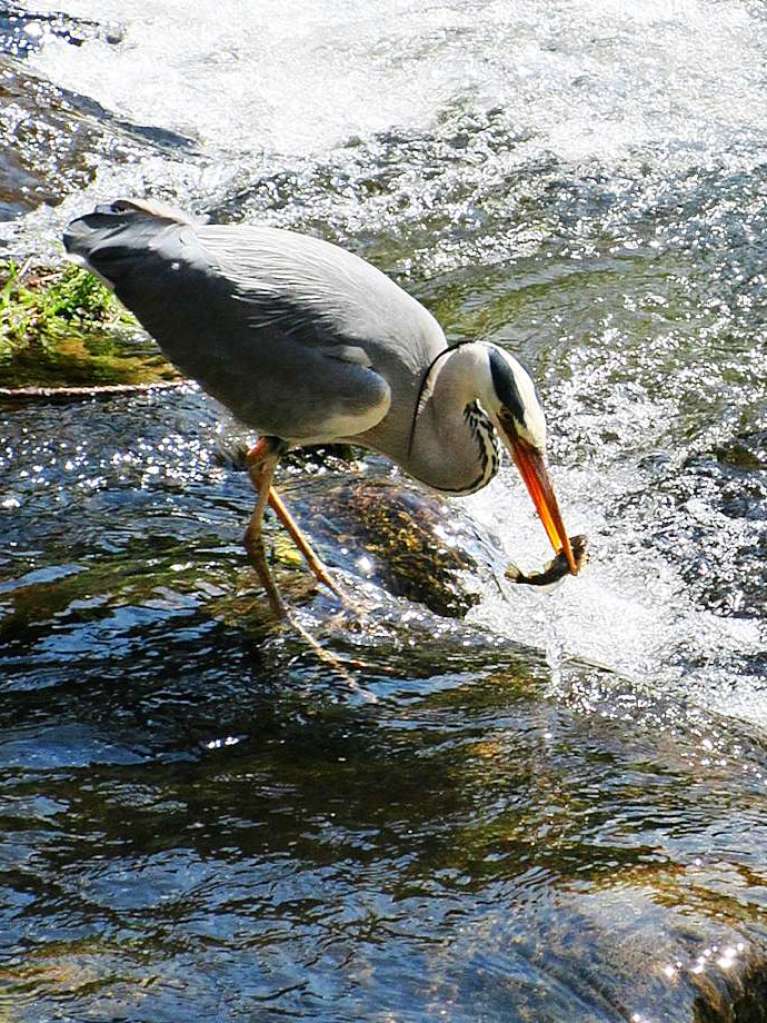 Den Graureiher beim Fischfang hat Natalie Endress an der Dreisam fotografiert.