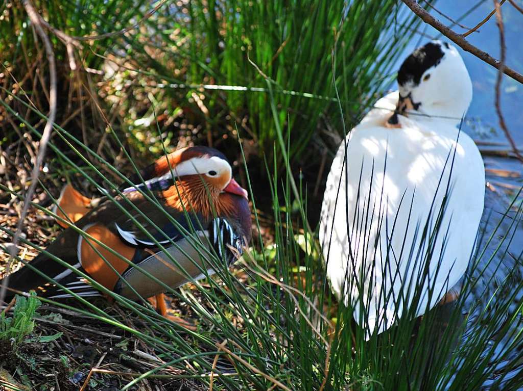 Werner Mller hat die  Mandarinente und den Schwan am Ufer des Dietenbachsees erwischt.