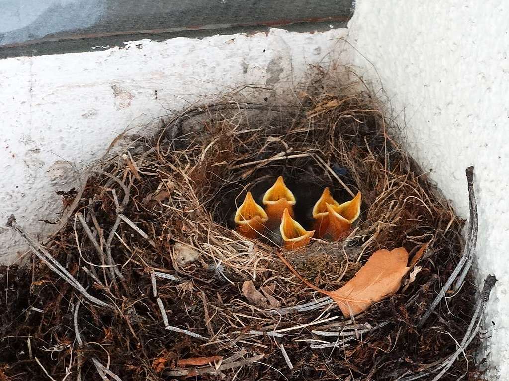 Noch nicht flgge, aber schon sehr hungrig: Die Hausrotschwnzchen im Nest  vor dem Kellerfenster von Folkmar Biniarz.