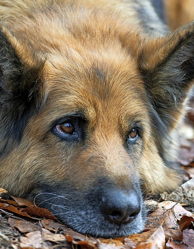 Von 200 auf 130 Euro soll die Hundesteuer in Grwihl wieder gesenkt werden.  | Foto: Patrick Pleul