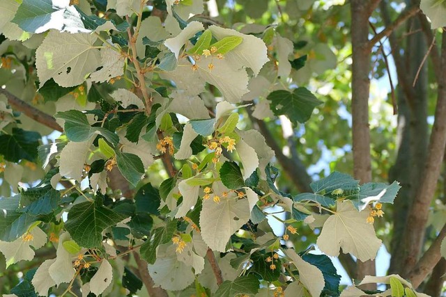 Die Bltter der Sommer-Linde sind zwei...gang mit Hitze und Trockenheit bringt.  | Foto: Susanne Ehmann