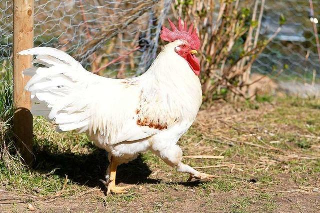 Die Hhne vom Bauernhof Pflger in Schopfheim werden umgesiedelt