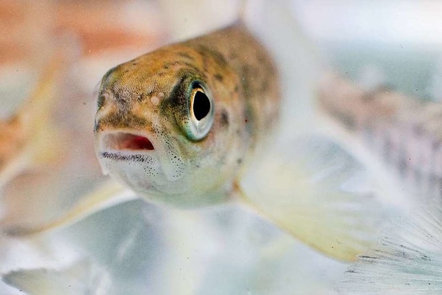 Der Lachs soll auch in der Schweiz im ... Jahrzehnt kmpft WWF fr dieses Ziel.  | Foto: Julian Stratenschulte