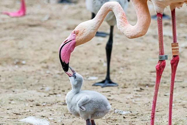 Basler Zoo freut sich ber mindestens 35 Flamingo-Kken