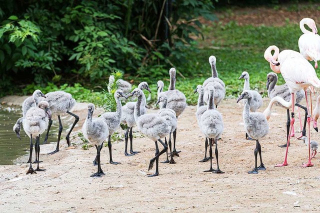 Dank der nahrhaften &#8222;Flamingo-Mi...enhydraten  wachsen die Kken schnell.  | Foto: Zoo Basel (Torben Weber)