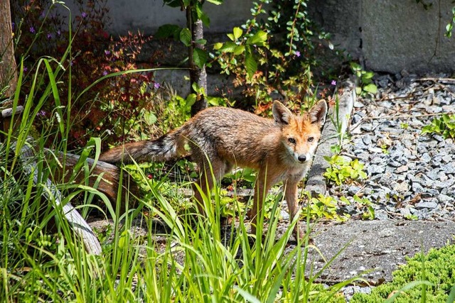 Dieser Fuchs stattete dem Garten von Familie Bumann in Ebnet einen Besuch ab.  | Foto: RH Bumann