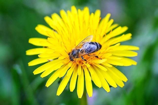 Wo sind all die Bienen hin?